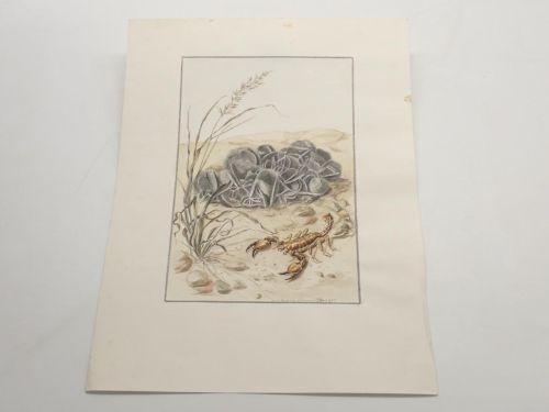 Dibujo original de Eva Maria Linsmayer