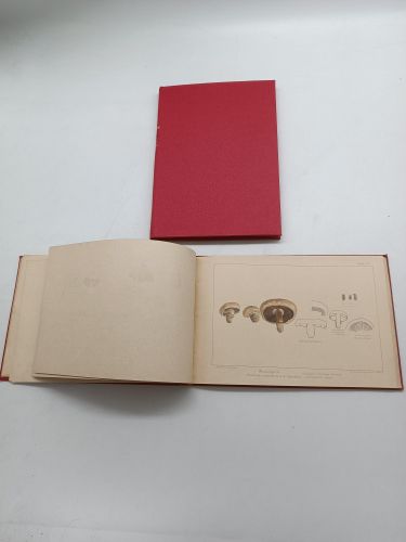 Portada del libro de Setas u hongos del País Vasco. Guía para la distinción de los comestibles y venenosos, los parásitos...